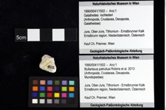 Foto (Objket + Etiketten) von Ululapagurus oroszyi (Fraaije et al., 2019) 